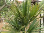 Dypsis sp. dwarf Vietnam 