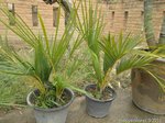 Dypsis sp. dwarf Vietnam 