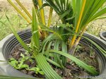 Dypsis sp. dwarf Vietnam 