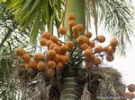 Areca catechu dwarf * Varit de Thalande * Fruits ronds