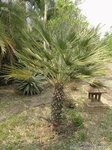 Chamaerops humilis