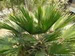 Copernicia berteroana