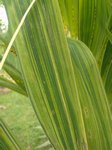 Adonidia merrillii variegata