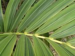 Adonidia merrillii variegata