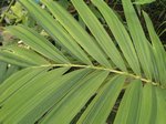 Adonidia merrillii variegata