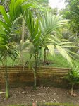 Areca catechu fruits allongs