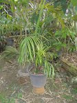 Areca sp. Ubon