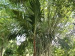 Areca vestiaria 'red leaf form'