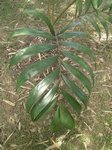 Chambeyronia macrocarpa 'hookeri form' 