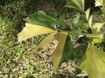Caryota mitis variegata
