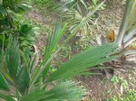 Arenga hookeriana hybride naturel