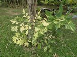 Caryota mitis variegata