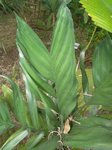 Chamaedorea metallica * palmes segmentes