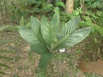 Chamaedorea metallica * palmes non segmentes