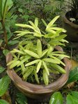 Rhapis excelsa cv. limon 