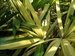 Rhapis excelsa cv. variegata 