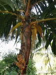 Areca vestiaria 'red leaf form'