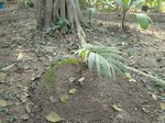 Areca vestiaria 'yellow leaf form'