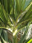 Dypsis sp. dwarf Vietnam 