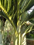 Dypsis sp. dwarf Vietnam 