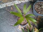 Pinanga mirabilis