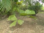 Licuala peltata var. peltata 