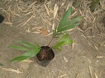 Basselinia eriostachys drip tip leaf