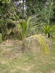 Cocos nucifera var. 'Kalo' = crne * Gros fruit rond en forme de crne