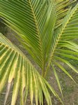 Cocos nucifera var. 'Puang tong' = Groupe dor'