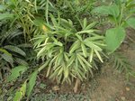 Rhapis excelsa variegata cv. ?