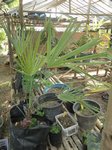 Trachycarpus princeps real form