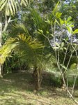 Cocos nucifera dwarf Thailand