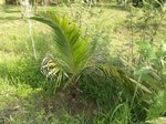 Cocos nucifera dwarf Tahiti