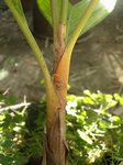 Areca vestiaria 'orange leaf form' solitaire
