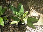 Areca vestiaria 'orange leaf form' solitaire