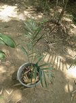 Dypsis sp. Mahajanga