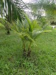 Cocos nucifera var.  2 ttes 