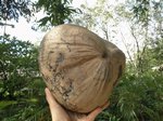 Cocos nucifera  grosses noix  
