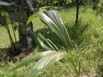 Cocos nucifera  grosses noix rondes 