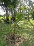 Cocos nucifera * Noix ronde en grappes serres * Grande Terre 'Nouvelle Caldonie'