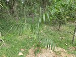 Areca congesta