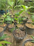 Pinanga heterophylla