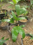 Pinanga heterophylla