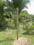 Dypsis decaryi 