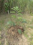 Arenga obtusifolia