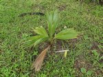 Pritchardia thurstonii 