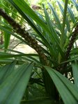 Calyptrocalyx elegans fine leaf