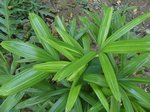 Rhapis excelsa cv. variegata 