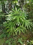 Rhapis excelsa cv. variegata 