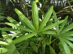 Rhapis excelsa cv. variegata 